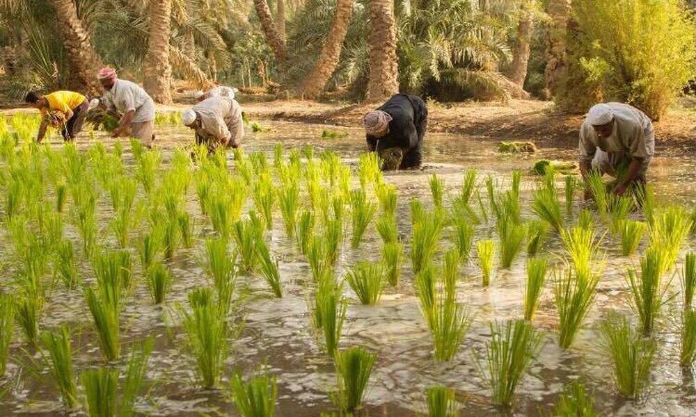 القطاع الزراعي في العراق يتراجع.. نائب يكشف عن الواقع الزراعي